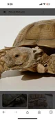 Female Tortoise