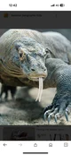 Komodo Dragon