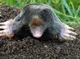 Mole