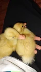 Duckling