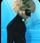 Cat noir 