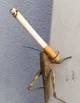 grasshopper smoking