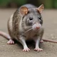 Rat