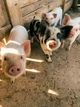 Family Farm