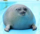 cute seal 