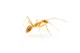 yellow crazy ant
