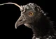 Horned Screamer