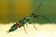 emerald jewel wasp