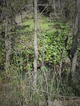 Wild virus