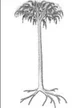 Lepidodendron tree