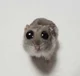 Sad hamster