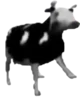 Polish Cow