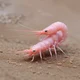 Shrimp