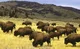 A Herd of Bison