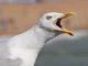 Macro Seagull