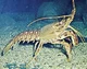 Normal lobster 