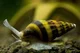 Assassin snail