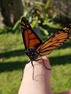 Monarch Butterfly