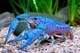 Blue crayfish