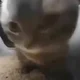 gato chipi chipi