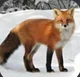 a female fox