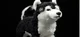 Husky toy