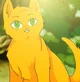 warrior cats ocs