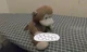 Mishka monkey 