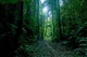Lost In Forest 