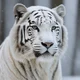 Snow tiger
