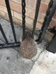 Stuck Hedgehog