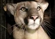 The Mountain Lion 