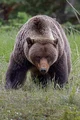 Grizzly Bear