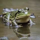 bull frog