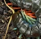 -The centipede pack-