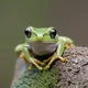 Tree Frog