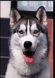 Cerdric the Husky