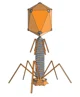 Bacteriophage