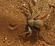 spider step sis