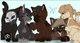 TF 141 - cat