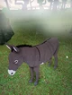 Donkey