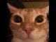glungus the cat
