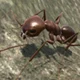 3d Ant Simulation