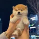 Shiba inu