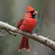 Northern Cardinal