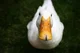 Pet duck