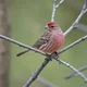 House Finch