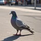 Rock Pigeon