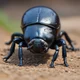 Dung Beetle