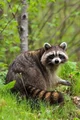Raccoon